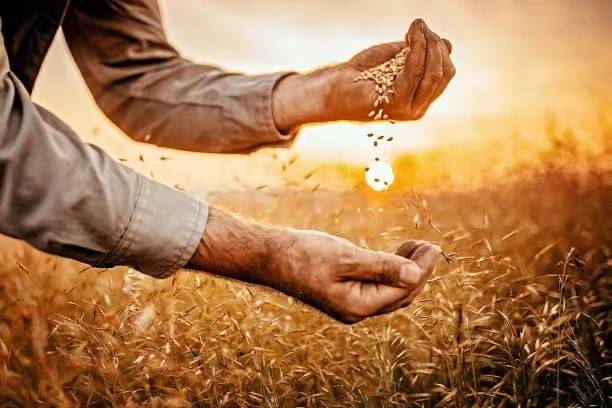 Grains